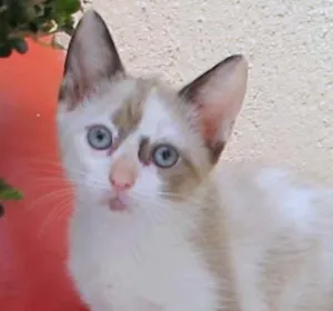 Gato raça SRD idade 2 a 6 meses nome Maria