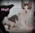Mogli