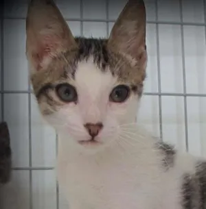 Gato raça SRD idade 2 a 6 meses nome Mogli