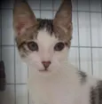 Mogli