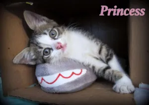 Gato raça SRD idade Abaixo de 2 meses nome Princess