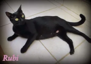 Gato raça SRD idade 1 ano nome Rubi