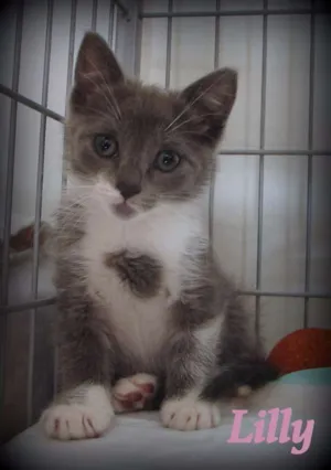 Gato raça SRD idade 2 a 6 meses nome Lilly