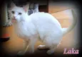 Laka