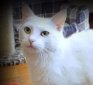 Gato raça SRD idade 7 a 11 meses nome Laka