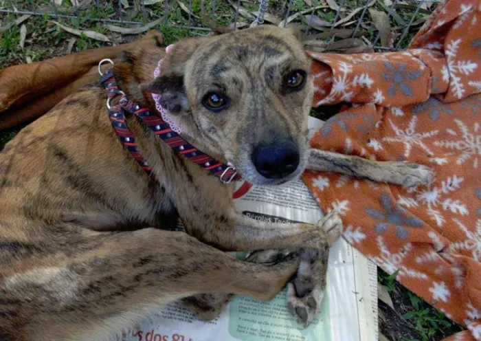 Cachorro ra a SRD idade 2 anos nome Lika