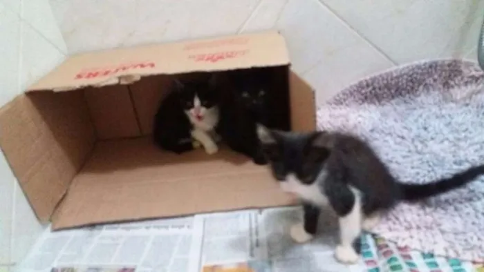 Gato ra a  idade Abaixo de 2 meses nome Sem nome