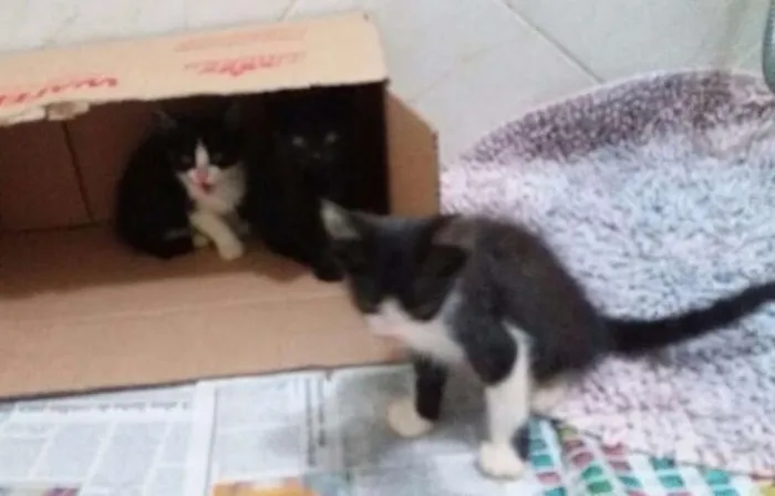 Gato ra a  idade Abaixo de 2 meses nome Sem nome