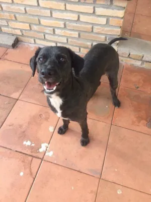 Cachorro raça Sem raça definida  idade 1 ano nome Tayson 