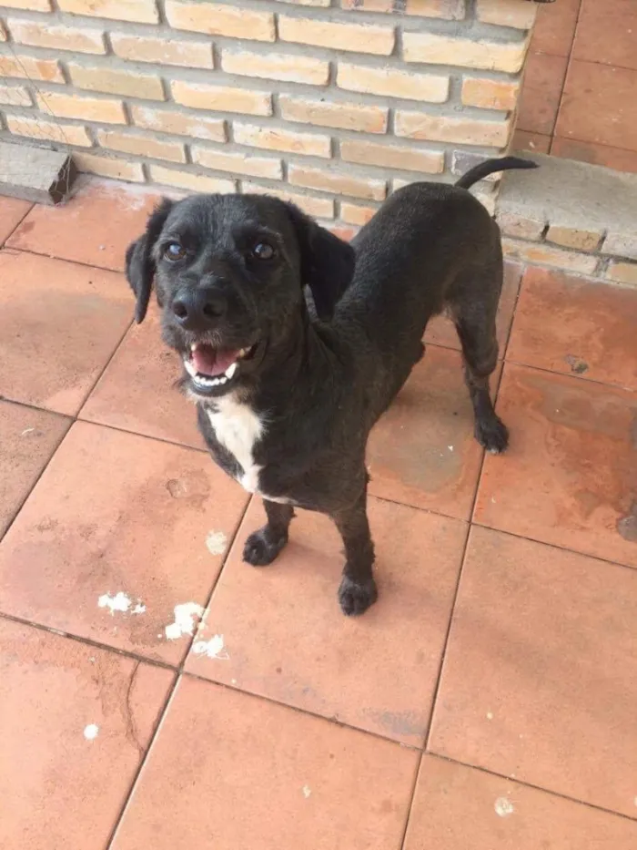 Cachorro ra a Sem raça definida  idade 1 ano nome Tayson 