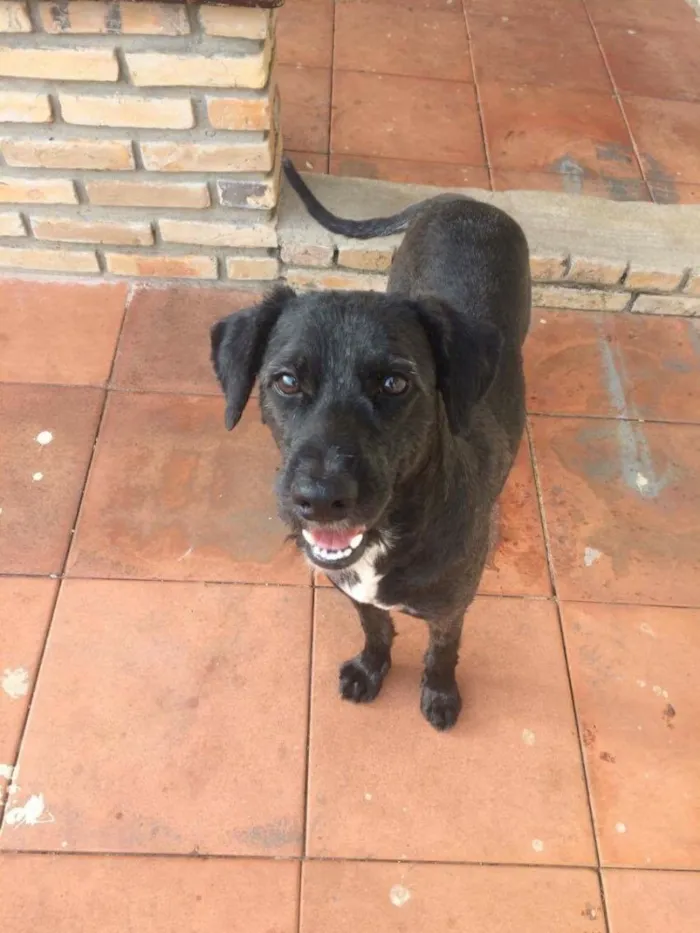 Cachorro ra a Sem raça definida  idade 1 ano nome Tayson 