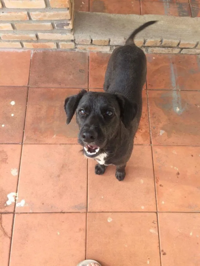 Cachorro ra a Sem raça definida  idade 1 ano nome Tayson 