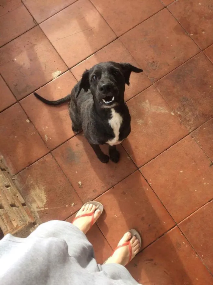 Cachorro ra a Sem raça definida  idade 1 ano nome Tayson 