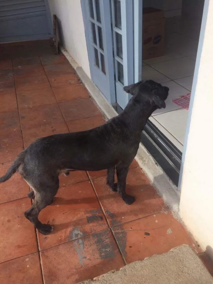 Cachorro ra a Sem raça definida  idade 1 ano nome Tayson 