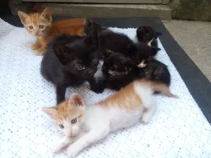 Gato raça não definida idade Abaixo de 2 meses nome Bené e amiguinhos