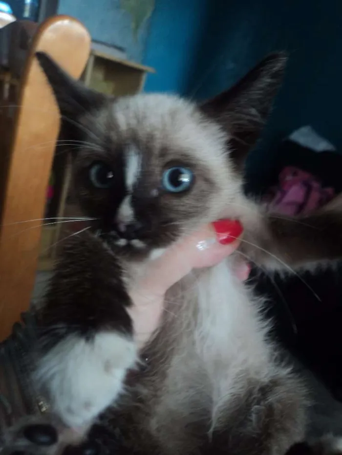 Gato ra a SIAMÊS idade 2 a 6 meses nome SEM NOME