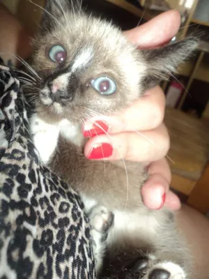 Gato raça SIAMÊS idade 2 a 6 meses nome SEM NOME