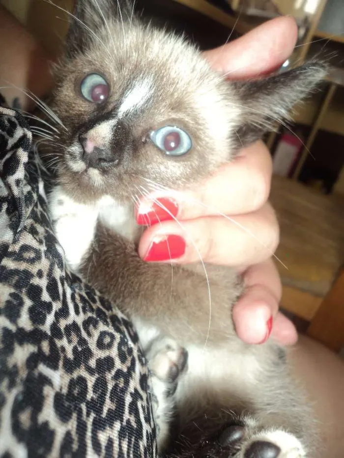 Gato ra a SIAMÊS idade 2 a 6 meses nome SEM NOME
