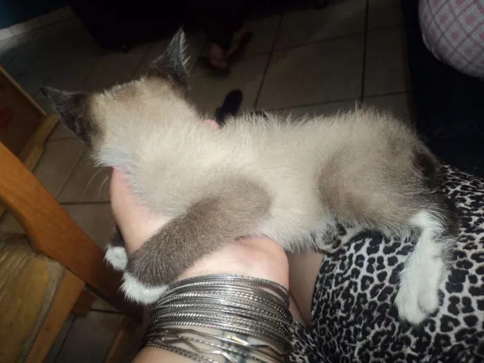Gato ra a SIAMÊS idade 2 a 6 meses nome SEM NOME
