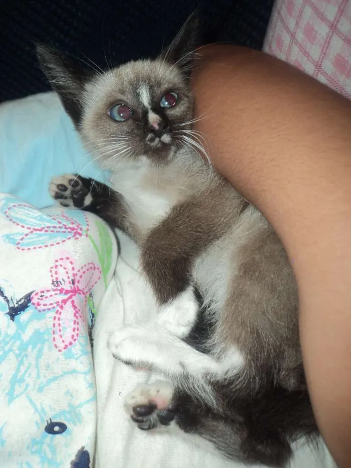Gato ra a SIAMÊS idade 2 a 6 meses nome SEM NOME