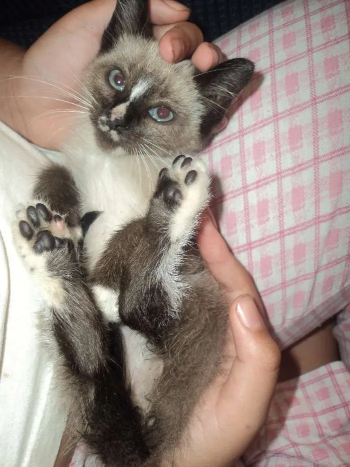 Gato ra a SIAMÊS idade 2 a 6 meses nome SEM NOME