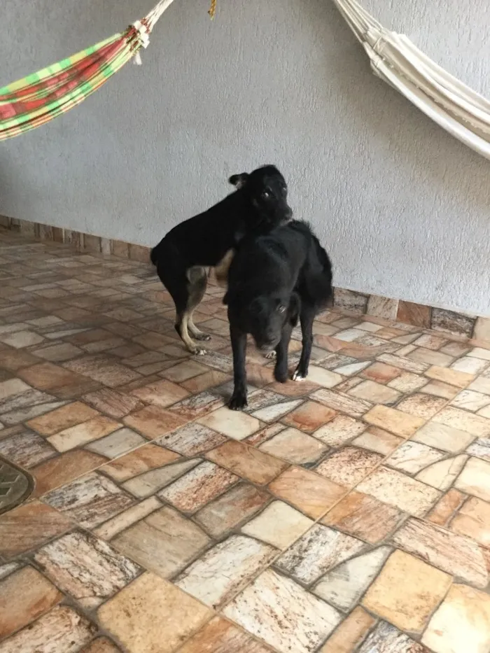 Cachorro ra a Vira lata  idade 7 a 11 meses nome Mel  e Dinda 