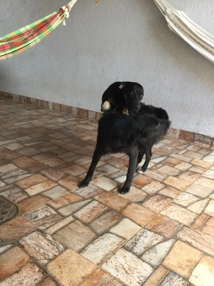 Cachorro ra a Vira lata  idade 7 a 11 meses nome Mel  e Dinda 