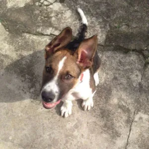 Cachorro raça Miix Border Collie/Pastor Alemão idade 7 a 11 meses nome Soneca