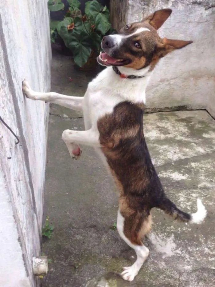 Cachorro ra a Miix Border Collie/Pastor Alemão idade 7 a 11 meses nome Soneca