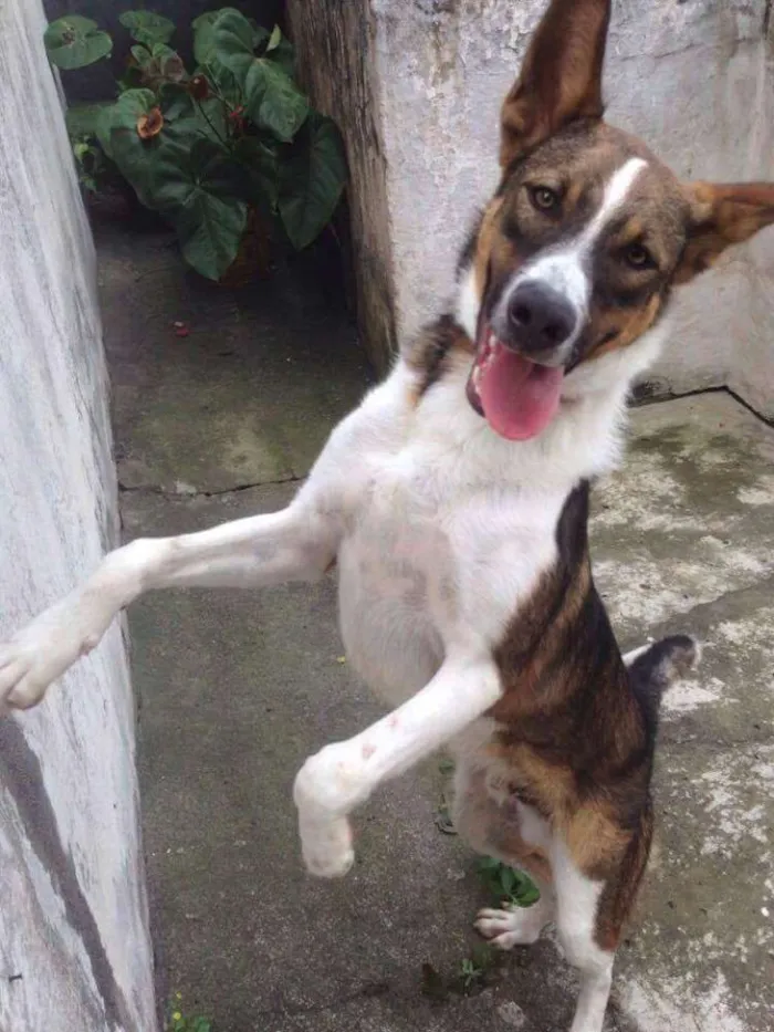 Cachorro ra a Miix Border Collie/Pastor Alemão idade 7 a 11 meses nome Soneca