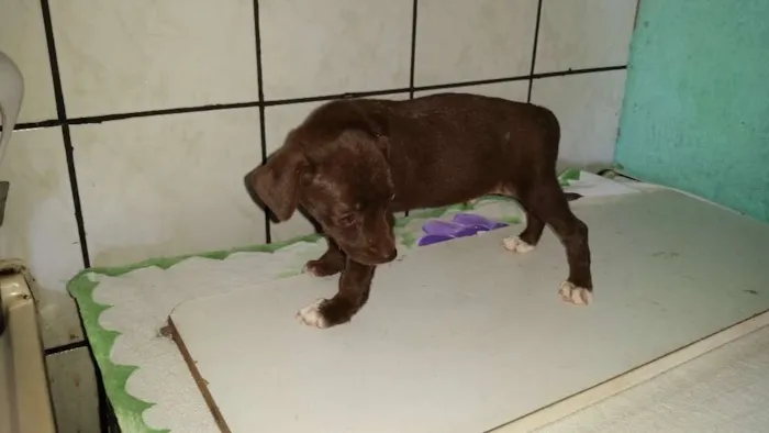 Cachorro ra a SRD idade 2 a 6 meses nome Não tem