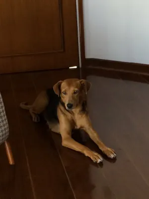 Cachorro raça Vira-lata  idade 2 anos nome Não sei 