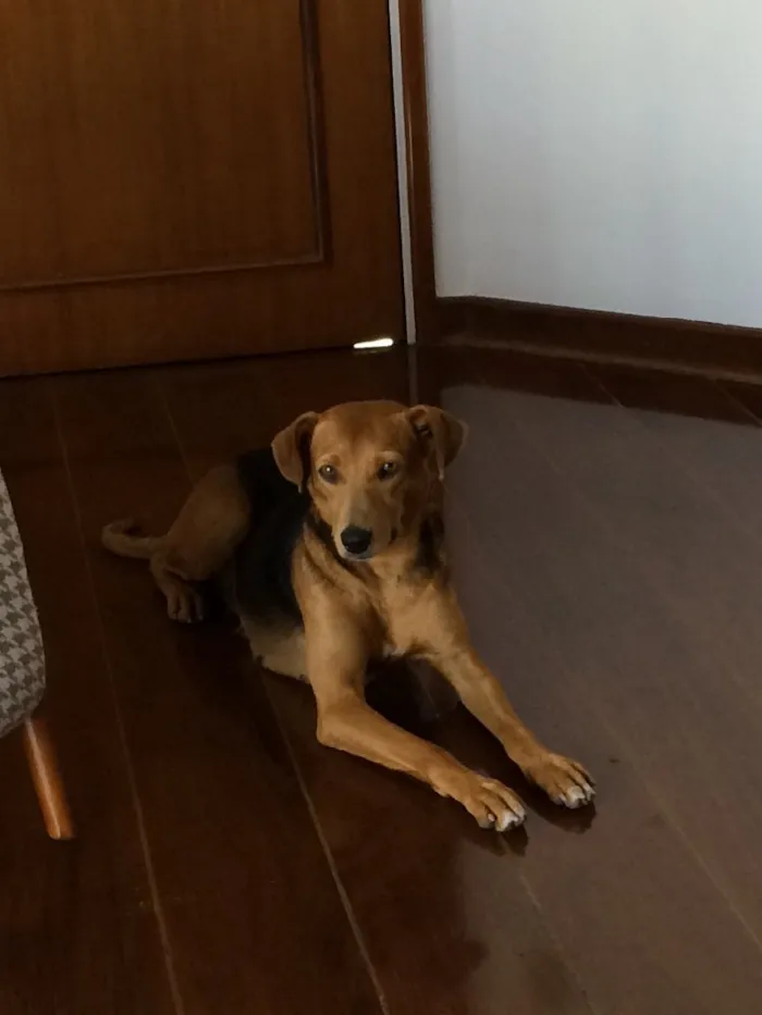 Cachorro ra a Vira-lata  idade 2 anos nome Não sei 