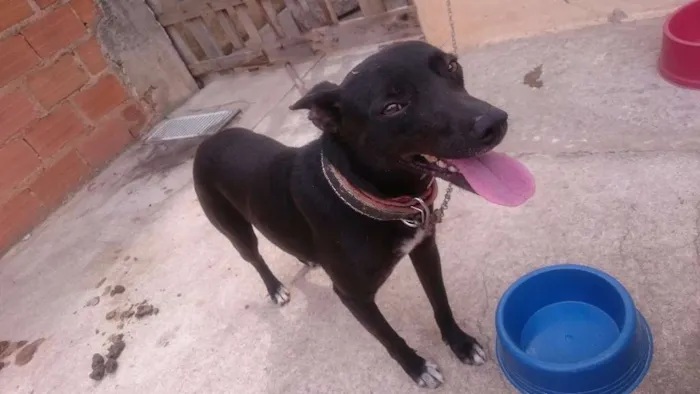 Cachorro ra a Vira lata  idade 1 ano nome Neguinho 
