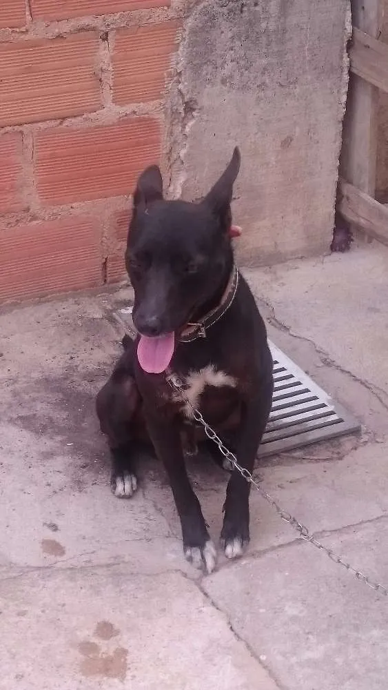 Cachorro ra a Vira lata  idade 1 ano nome Neguinho 
