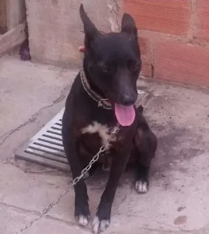 Cachorro raça Vira lata  idade 1 ano nome Neguinho 