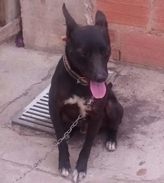 Cachorro ra a Vira lata  idade 1 ano nome Neguinho 