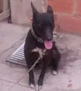 Neguinho