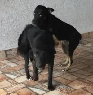 Cachorro raça Vira lata  idade 7 a 11 meses nome Mel  e Dinda 