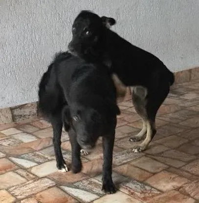 Cachorro ra a Vira lata  idade 7 a 11 meses nome Mel  e Dinda 