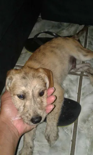Cachorro raça Pudol com sem raça idade 2 a 6 meses nome Bili, neguinho,negão