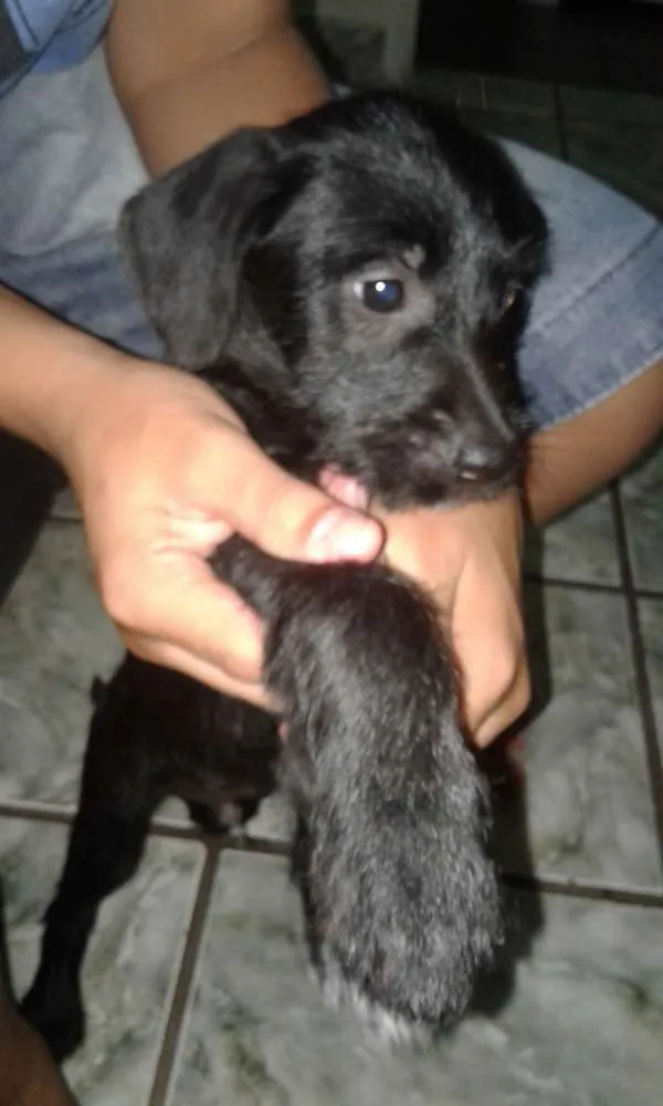 Cachorro ra a Pudol com sem raça idade 2 a 6 meses nome Bili, neguinho,negão