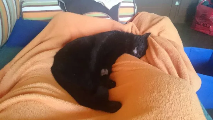 Gato ra a SRD idade 3 anos nome Hermes