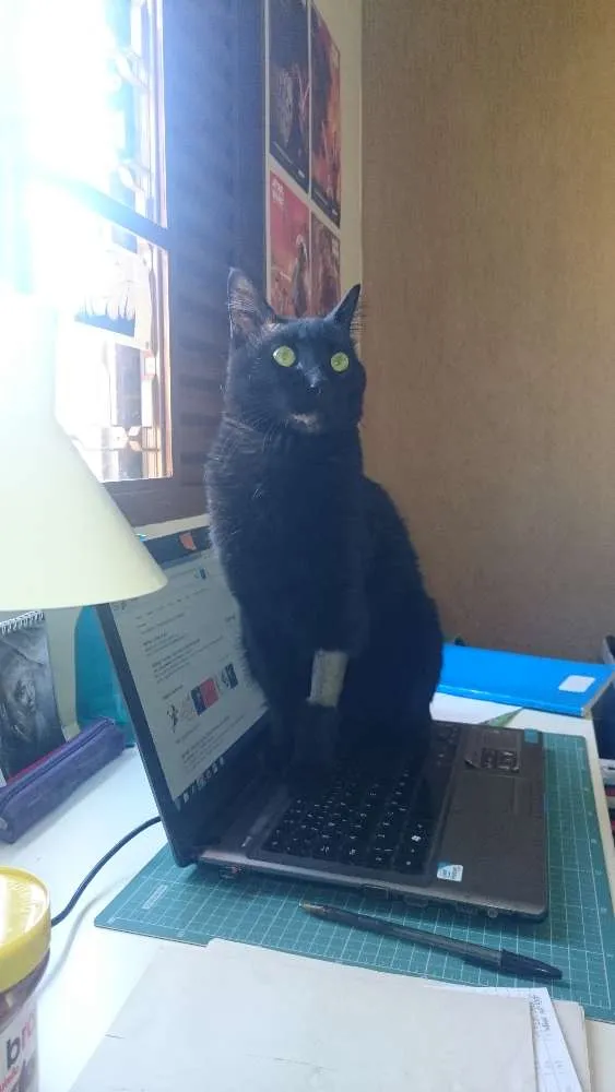 Gato ra a SRD idade 3 anos nome Hermes