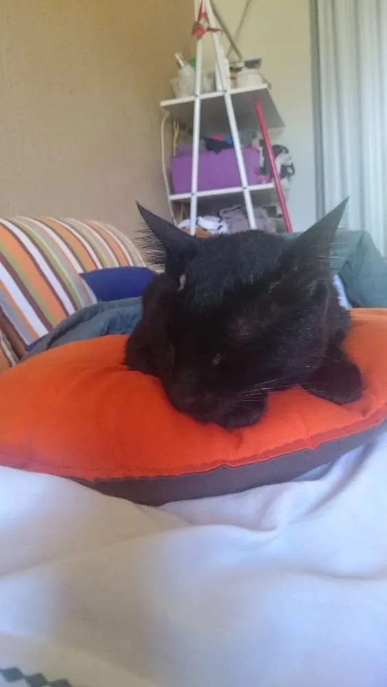 Gato ra a SRD idade 3 anos nome Hermes