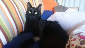 Gato raça SRD idade 3 anos nome Hermes