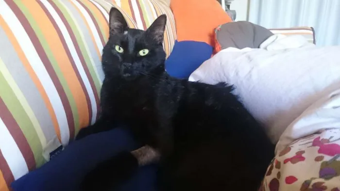 Gato ra a SRD idade 3 anos nome Hermes