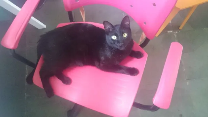Gato ra a SRD idade 3 anos nome Hermes