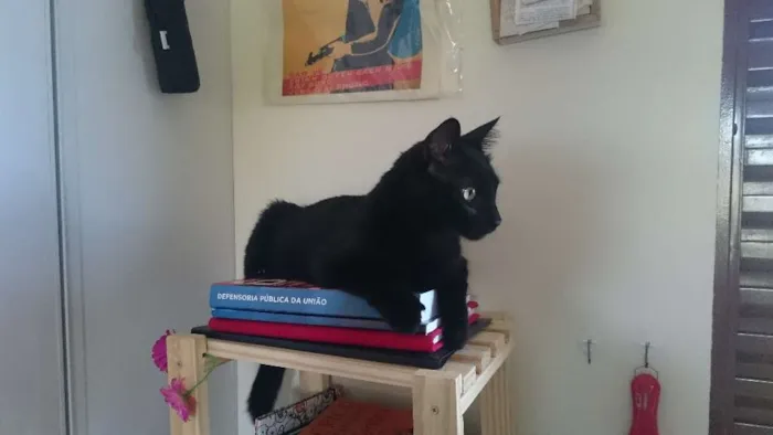 Gato ra a SRD idade 3 anos nome Hermes