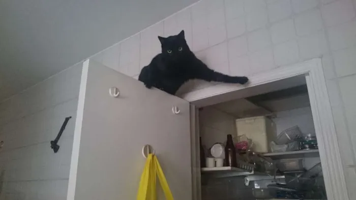 Gato ra a SRD idade 3 anos nome Hermes